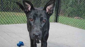 Black cats and dogs tend to be adopted last at shelters across the country, a problem some shelter directors have come up with creative ways to solve, such as adoption specials.