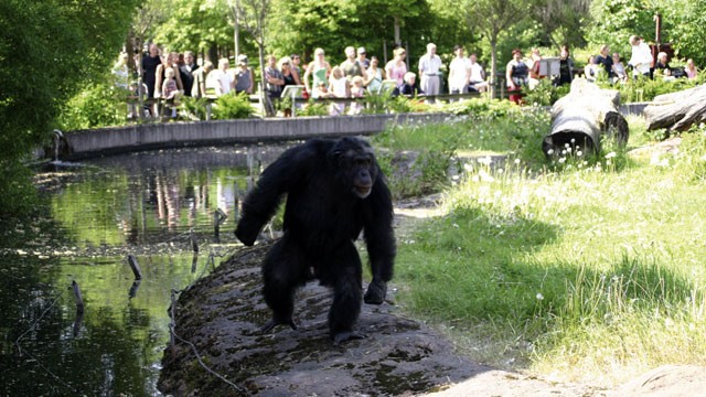 PHOTO: Santino, the male chimpanzee, displays a stone in his left hand.