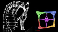 Seahorse Armor Inspire Robotic Designs
