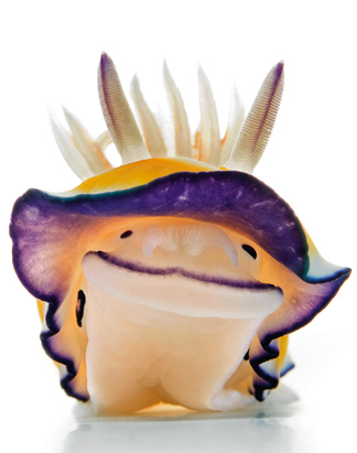 blue sea slug pet. Happy sea slug (nudibranch):