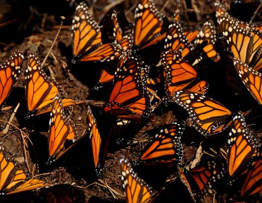 Great Migrations
