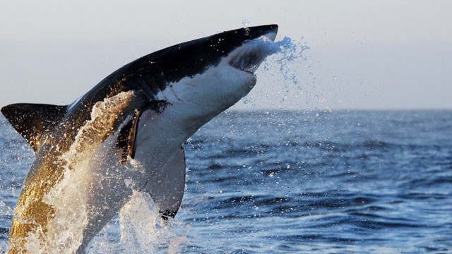 PHOTO: Great White Shark