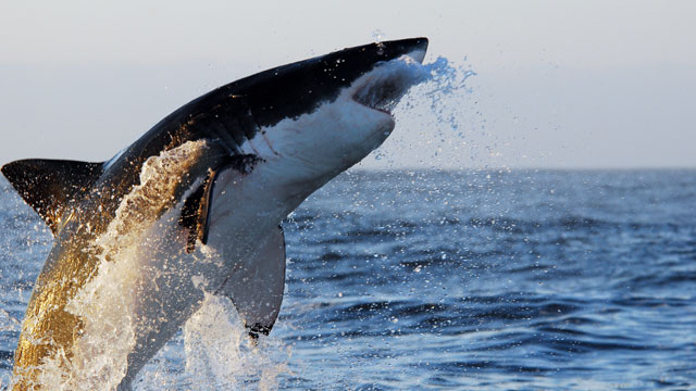 PHOTO: Great White Shark