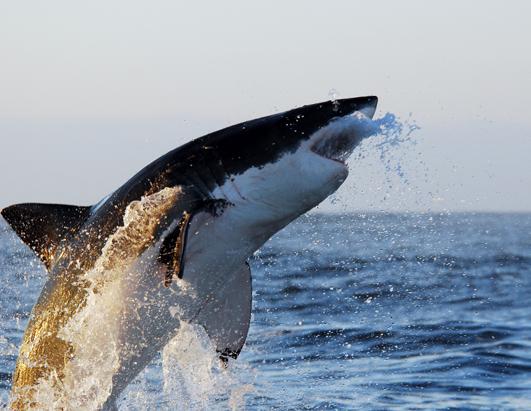 National Geographic's Shark Attack Experiment Live