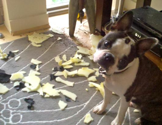 Sh*t My Pets Ruined