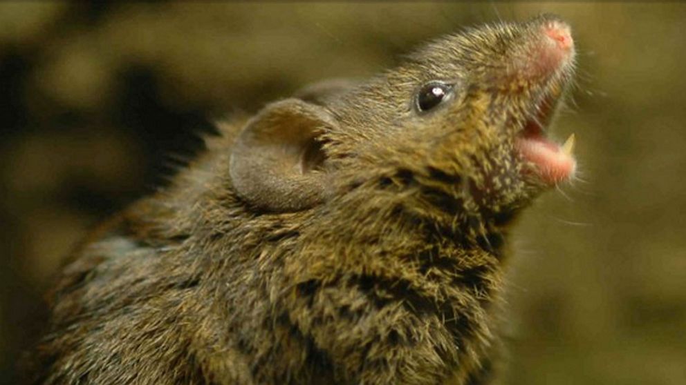 PHOTO: U of Texas scientists find that mice in Costa Rica and Panama sing to attract mates, and even guard their territory.