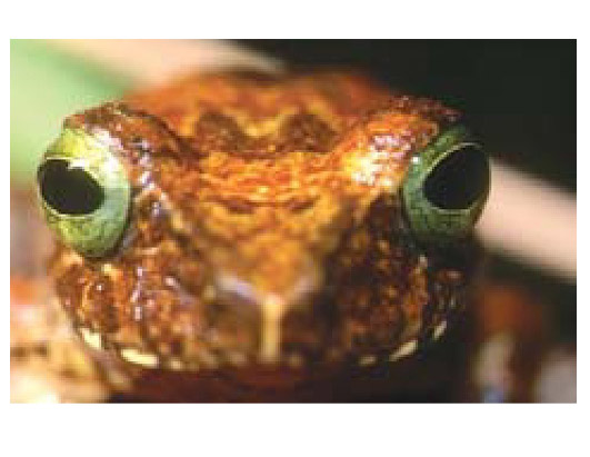 New Species In Borneo