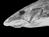 New Species In Borneo