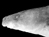 New Species In Borneo