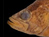 New Species In Borneo