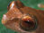 New Species In Borneo