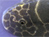 New Species In Borneo