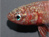New Species In Borneo