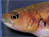 New Species In Borneo