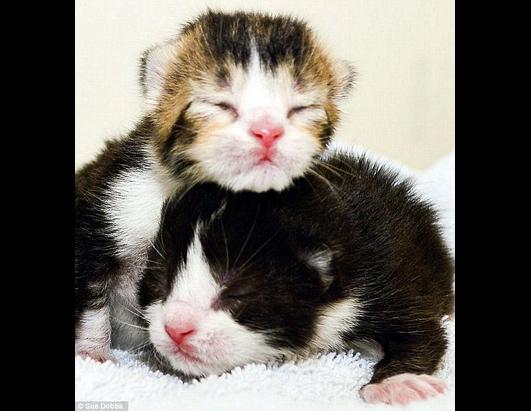Cute Kittens Rescued From Prison