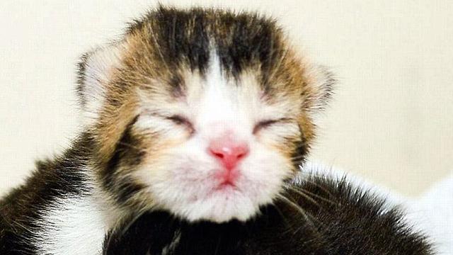 Cute Kittens on Purr-role