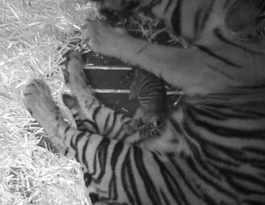 Baby Warthog Kisses Mom