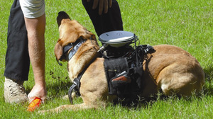 PHOTO A new custom dog harness equipped with GPS, sensors, a processor and a radio modem developed at Auburn University is shown here.
