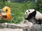 Tai Shan 