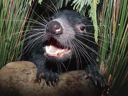 [Image: ht_tasmanian-devil_a1_081222_main.jpg]