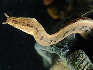 Photo: Easy Lunch for Fish-Tricking Snake