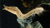 Photo: Easy Lunch for Fish-Tricking Snake