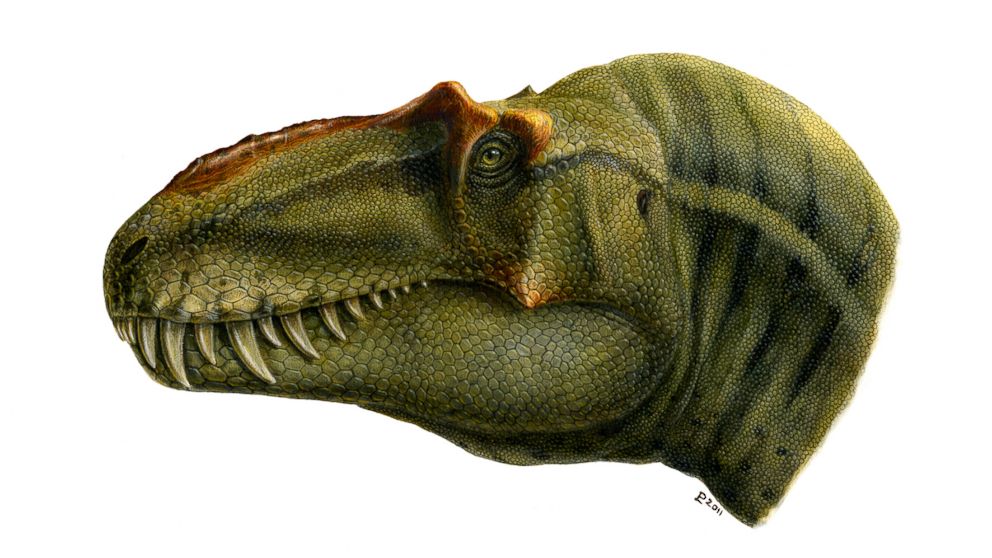 PHOTO: A new T. Rex relative, Lythronax argestes, was recently discovered at Grand Staircase-Escalante National Monument in Utah.