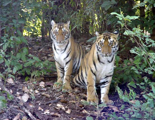 Tigers