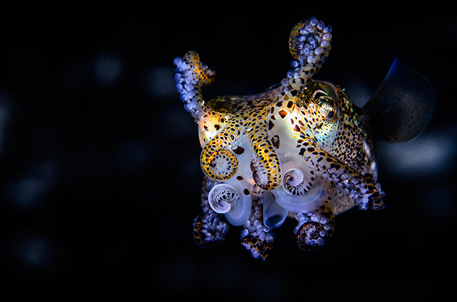 ht_todd_bretl_bobtail_squid_blog_7_jtm_130920.jpg