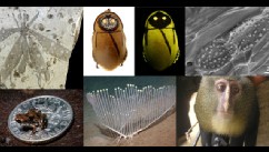 PHOTO: Scientists announce top 10 new discovered species list for 2013.