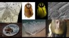 Scientists announce top 10 new discovered species list for 2013.