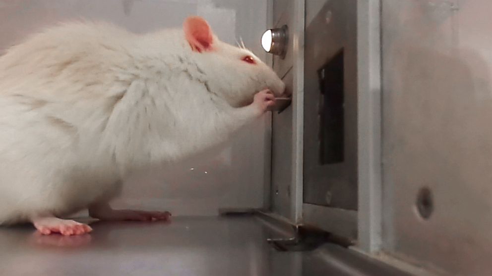 PHOTO: Trained rat