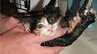 Photo: Wet Cats