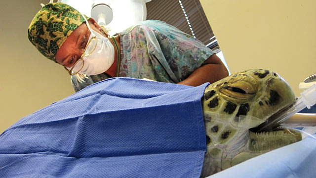 PHOTO: Green sea turtle Andre is seen here being nursed back to health after being run over by a boats propeller.