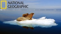NAPPING WITH WILD WALRUS ON ARCTIC ICE