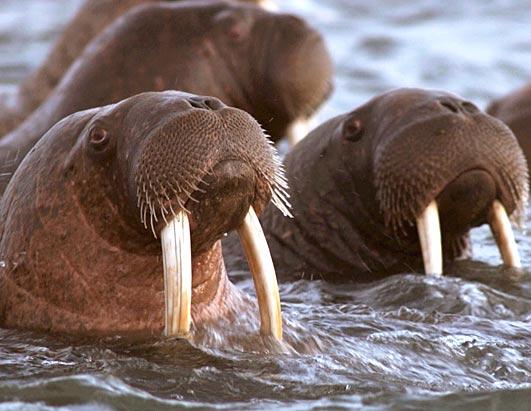 Born to Move: Great Migrations