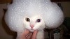 Thousands of Cat Owners Share Pictures of Drenched Felines Online