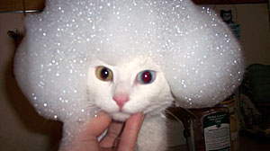 Thousands of Cat Owners Share Pictures of Drenched Felines Online