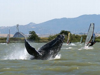 Whale