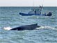 Photo: Humpback Whale Visits New York Harbor 