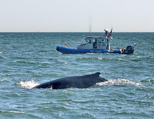 Photo: Humpback Whale Visits New York Harbor 