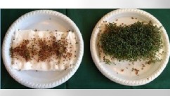 PHOTO: Five 9th graders from Denmark have shown that garden cress won't germinate when placed near a wifi router.