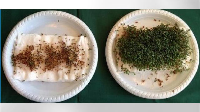 Five 9th graders from Denmark have shown that garden cress won't germinate when placed near a wifi router.