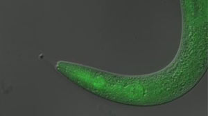 Photo: Scientists paralyze and then cure worms: Canadian researchers use light to turn potential drugs on, and then off