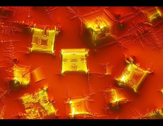 Small World Photomicrography Competition Winners