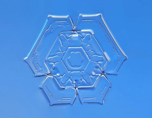 Small World Photomicrography Competition Winners