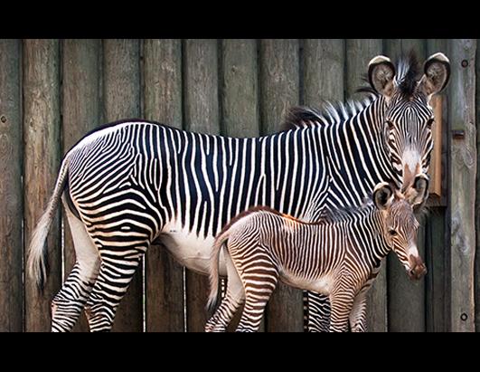 Baby Zebra Makes Debut
