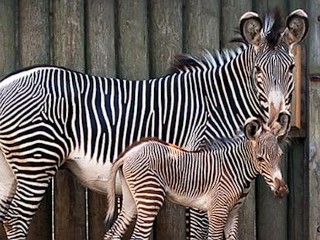 Photos: Chicago Area Zoo Welcomes Baby Zebra