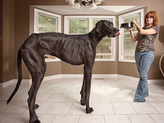 Photos: World's Tallest Dog