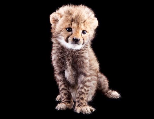 Adorable Baby Animals